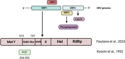Processing of the Hepatitis E virus ORF1 nonstructural polyprotein